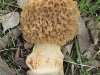 thumbs morel pixx of massive hand sized morchella crassipes 5 27 10 4 Morel Habitat  How to Find Morels