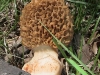 thumbs morel pixx of massive hand sized morchella crassipes 5 27 10 5 Morel Habitat  How to Find Morels