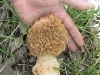 thumbs morel pixx of massive hand sized morchella crassipes 5 27 10 Morel Habitat  How to Find Morels