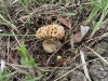 thumbs morel spot 1 s boulder creek 5 14 10 Morel Habitat  How to Find Morels