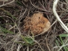 thumbs morel spot 4 covered in grass s boulder creek 5 14 10 1 Morel Habitat  How to Find Morels