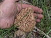 thumbs morel spot 5 huge 4in 2ft off jogging trail s boulder creek 5 14 10 1 Morel Habitat  How to Find Morels
