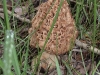 thumbs morel spot 5 huge 4in 2ft off jogging trail s boulder creek 5 14 10 Morel Habitat  How to Find Morels
