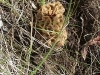 thumbs my first morells 5 08 10 1 Morel Habitat  How to Find Morels