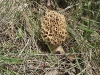 thumbs my first morells 5 08 10 Morel Habitat  How to Find Morels