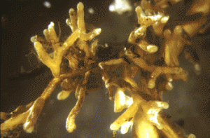 Cantharellus ectomycorrhizae ectomycorrhizae cantharellus e1290574753376 Can You Grow Chanterelle Mushrooms?