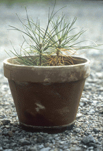 Pinus sylvestris innoculated with Cantharellus mycelium pot pinus cantharellus e1290574945637 Can You Grow Chanterelle Mushrooms?