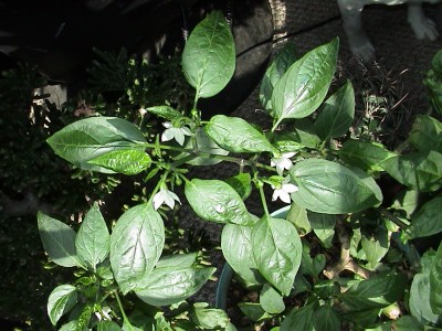 Post image for Mycogrow™ & The Jalapeño Pepper Plant