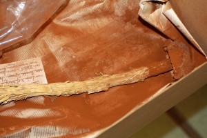 IMG 2358 300x200 The Sam Mitchel Herbarium of Fungi