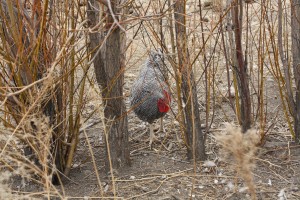 IMG 2529 300x200 IMG 2529