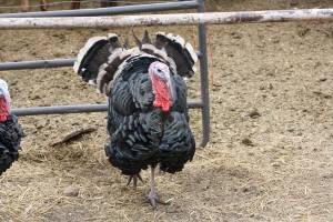 IMG 2535 300x200 IMG 2535