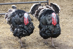 IMG 2536 300x200 IMG 2536