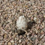 First Finds of the 2011 Colorado Mushroom Season IMG 30371 150x150 First Finds of the 2011 Colorado Mushroom Season