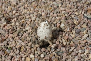 IMG 30371 300x200 Coprinus comatus 4