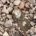 First Finds of the 2011 Colorado Mushroom Season IMG 30471 150x150 First Finds of the 2011 Colorado Mushroom Season