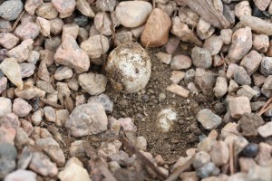 IMG 30471 300x200 Coprinus comatus 3