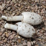 First Finds of the 2011 Colorado Mushroom Season IMG 30491 150x150 First Finds of the 2011 Colorado Mushroom Season