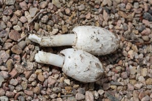 IMG 30491 300x200 Coprinus comatus 2