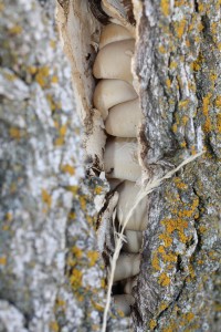 IMG 3085 200x300 Pleurotus pulmonarius 6