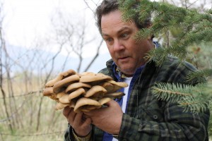 IMG 3163 300x200 Bert with Pleurotus pulmonarius 