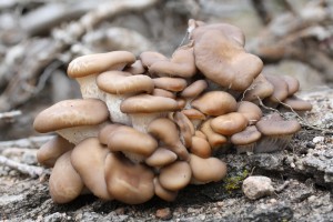 IMG 3183 300x200 Pleurotus pulmonarius 2