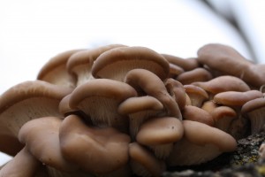 IMG 3189 300x200 Pleurotus pulmonarius 3